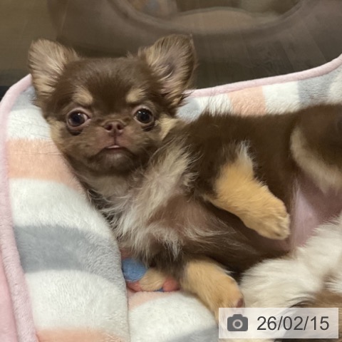 埼玉県のチワワ(ロング) (ペットプラス コクーンシティ店/2025年12月4日生まれ/女の子/チョコレートタンホワイト)の子犬の3枚目の画像