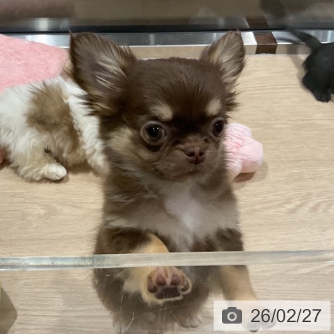 埼玉県のチワワ(ロング) (ペットプラス コクーンシティ店/2025年12月4日生まれ/女の子/チョコレートタンホワイト)の子犬の3枚目の画像