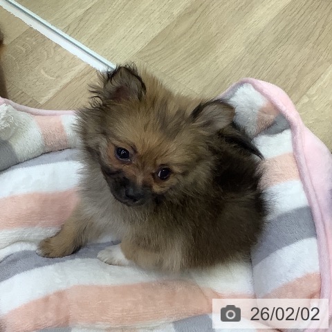 ポメラニアンの写真