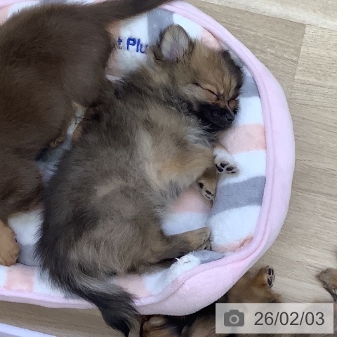 ポメラニアンの写真