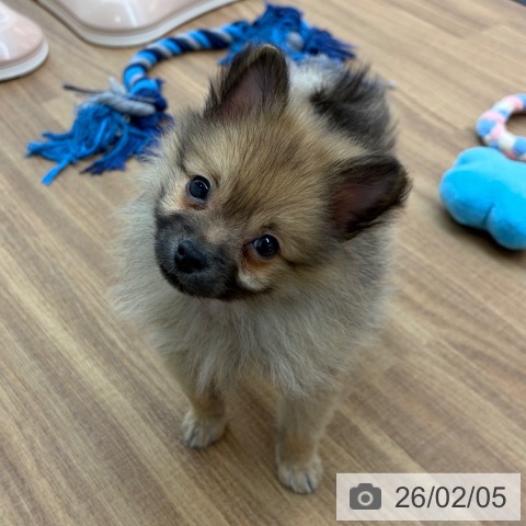 東京都のポメラニアン (ペッツワン 青梅インター店/2025年12月4日生まれ/男の子/オレンジセーブル)の子犬の4枚目の画像