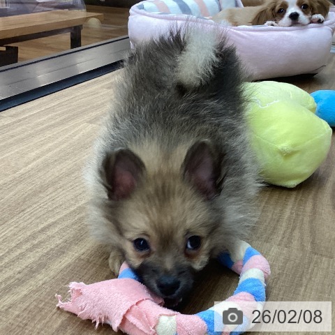 東京都のポメラニアン (ペッツワン 青梅インター店/2025年12月4日生まれ/男の子/オレンジセーブル)の子犬の4枚目の画像