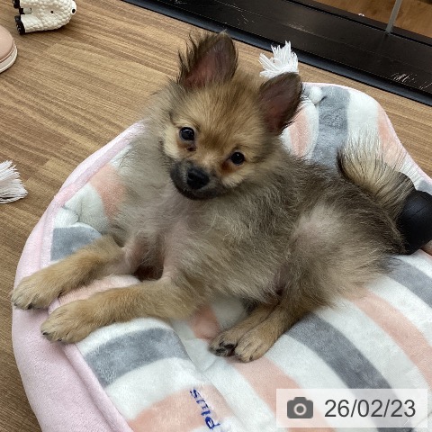 東京都のポメラニアン (ペッツワン 青梅インター店/2025年12月4日生まれ/男の子/オレンジセーブル)の子犬の4枚目の画像
