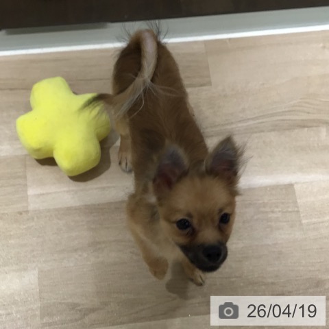 ポメラニアンの写真