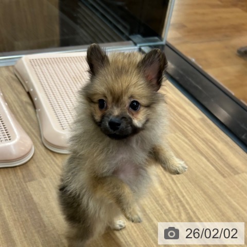 東京都のポメラニアン (ペッツワン 青梅インター店/2025年12月4日生まれ/男の子/オレンジセーブル)の子犬の3枚目の画像