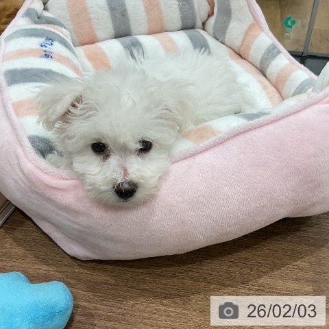 埼玉県のビションフリーゼ (ペッツワン 吉川美南店/2025年12月1日生まれ/男の子/ホワイト)の子犬の3枚目の画像