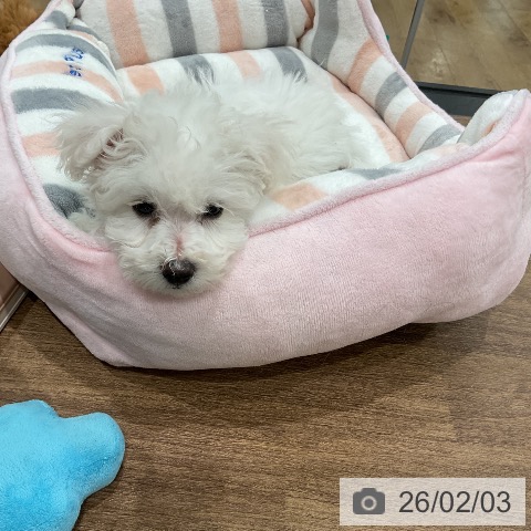 埼玉県のビションフリーゼ (ペッツワン 吉川美南店/2025年12月1日生まれ/男の子/ホワイト)の子犬の4枚目の画像