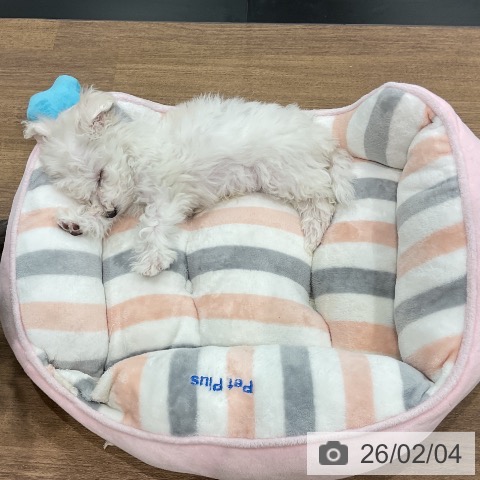 埼玉県のビションフリーゼ (ペッツワン 吉川美南店/2025年12月1日生まれ/男の子/ホワイト)の子犬の3枚目の画像