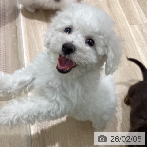 宮城県のビションフリーゼ (ペットプラス 仙台上杉店/2025年12月1日生まれ/女の子/ホワイト)の子犬の4枚目の画像