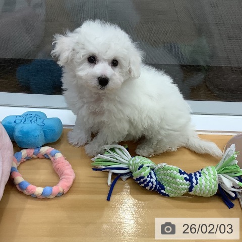 ビション・フリーゼの写真