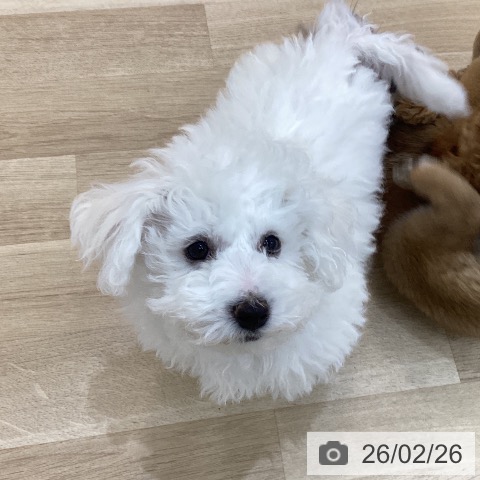 群馬県のビションフリーゼ (ペットプラス 前橋店/2025年12月1日生まれ/女の子/ホワイト)の子犬の4枚目の画像