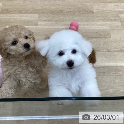 群馬県のビションフリーゼ (ペットプラス 前橋店/2025年12月1日生まれ/女の子/ホワイト)の子犬の4枚目の画像