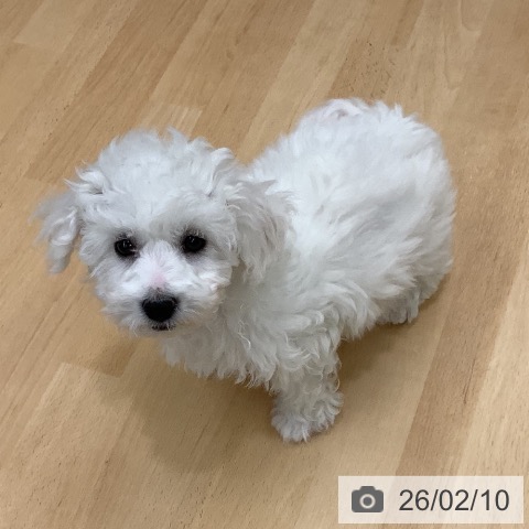長野県のビションフリーゼ (ペットプラス 松本店/2025年12月1日生まれ/女の子/ホワイト)の子犬の3枚目の画像