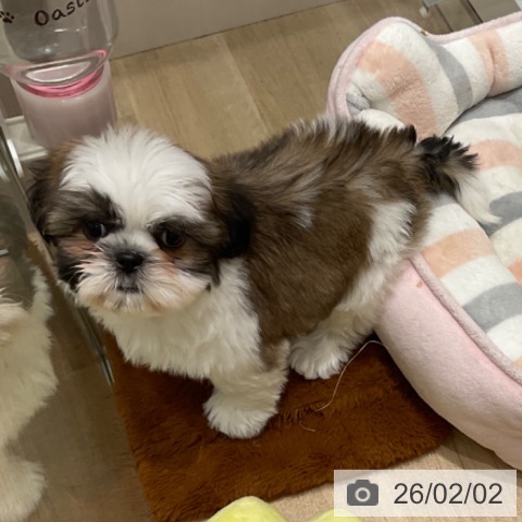 東京都のシーズー (ペットプラス 立川高島屋S.C.店/2025年12月4日生まれ/男の子/ゴールドホワイト)の子犬の4枚目の画像