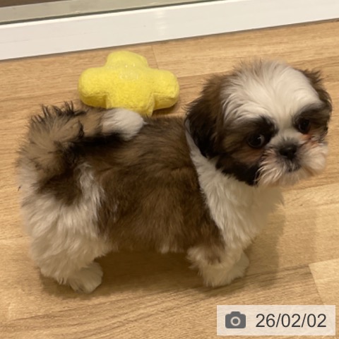 東京都のシーズー (ペットプラス 立川高島屋S.C.店/2025年12月4日生まれ/男の子/ゴールドホワイト)の子犬の3枚目の画像