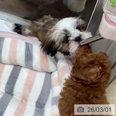 東京都のシーズー (ペットプラス 立川高島屋S.C.店/2025年12月4日生まれ/男の子/ゴールドホワイト)の子犬の3枚目の画像