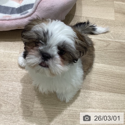 東京都のシーズー (ペットプラス 立川高島屋S.C.店/2025年12月4日生まれ/男の子/ゴールドホワイト)の子犬の3枚目の画像