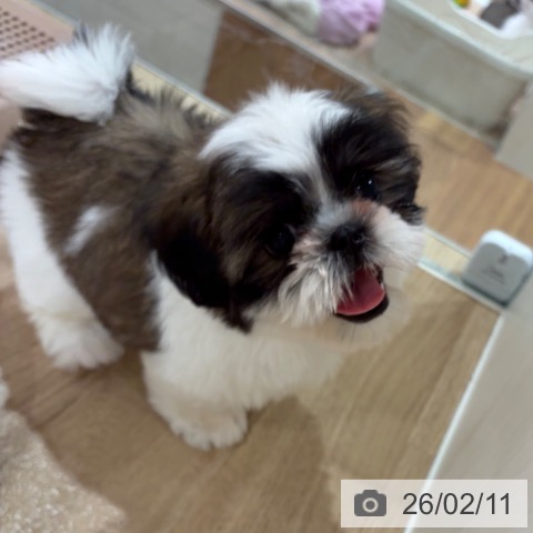 シー・ズーの写真