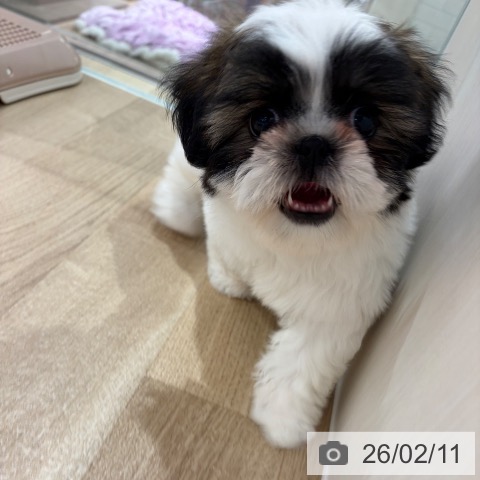 シー・ズーの写真