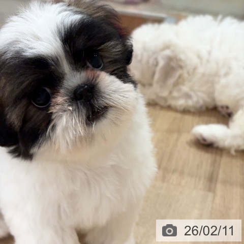 シー・ズーの写真