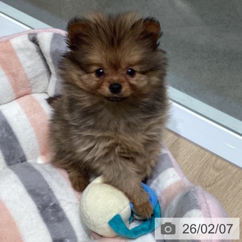 ポメラニアンの写真