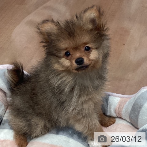 ポメラニアンの写真