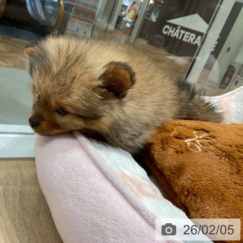 東京都のポメラニアン (ペットプラス 立川高島屋S.C.店/2025年12月1日生まれ/男の子/オレンジ)の子犬の3枚目の画像