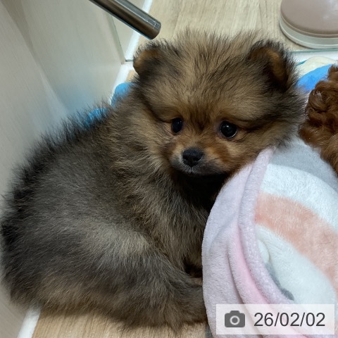 埼玉県のポメラニアン (ペットプラス ららぽーと新三郷店/2025年12月1日生まれ/女の子/オレンジ)の子犬の3枚目の画像