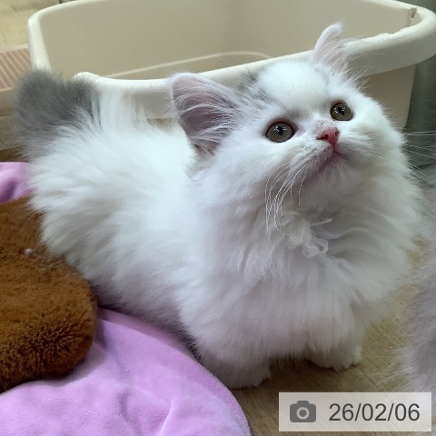 東京都のマンチカン (ペットプラス 日の出店/2025年11月19日生まれ/女の子/ブルータビーホワイト)の子猫の3枚目の画像