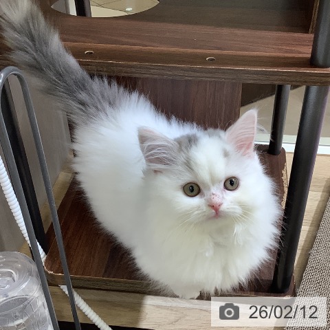 東京都のマンチカン (ペットプラス 日の出店/2025年11月19日生まれ/女の子/ブルータビーホワイト)の子猫の3枚目の画像