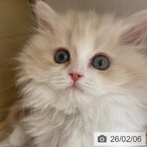 長野県のスコティッシュフォールド (ペットプラス 須坂店/2025年11月30日生まれ/女の子/クリームタビーホワイト)の子猫の3枚目の画像