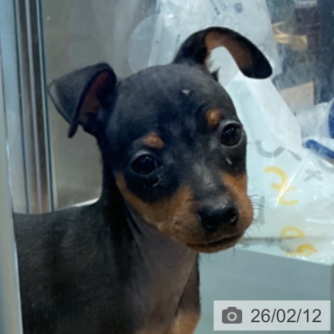 ミニチュア・ピンシャーの写真