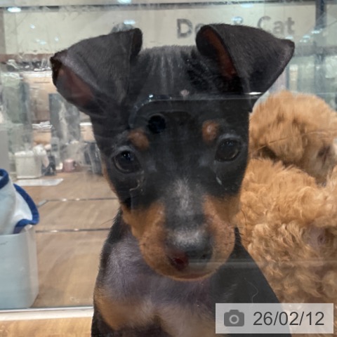 埼玉県のミニチュアピンシャー (ペッツワン 新座店/2025年11月27日生まれ/男の子/ブラックタン)の子犬の4枚目の画像