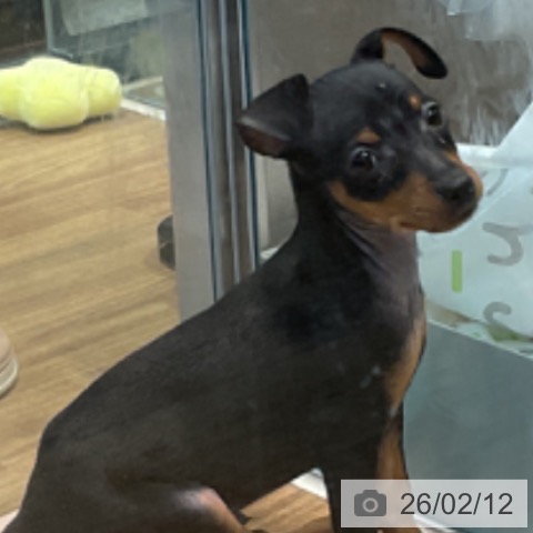 埼玉県のミニチュアピンシャー (ペッツワン 新座店/2025年11月27日生まれ/男の子/ブラックタン)の子犬の3枚目の画像