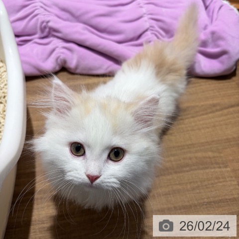 ミヌエットの写真