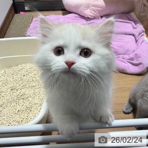 ミヌエットの写真