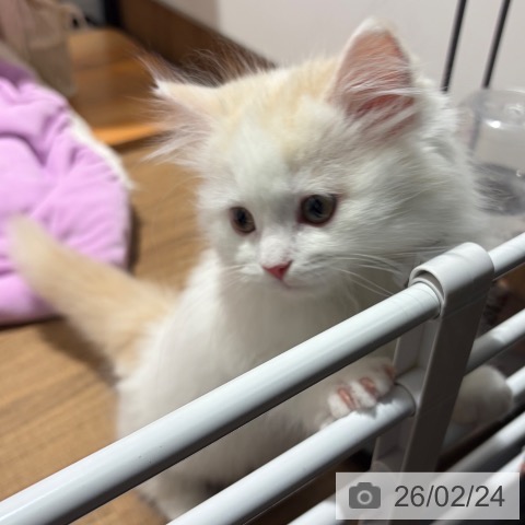 ミヌエットの写真