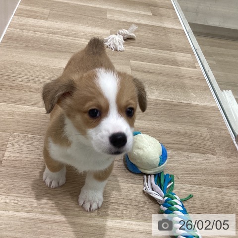 神奈川県のウェルシュコーギーペンブローク (ペットプラス 天王町店/2025年12月2日生まれ/男の子/レッドホワイト)の子犬の4枚目の画像