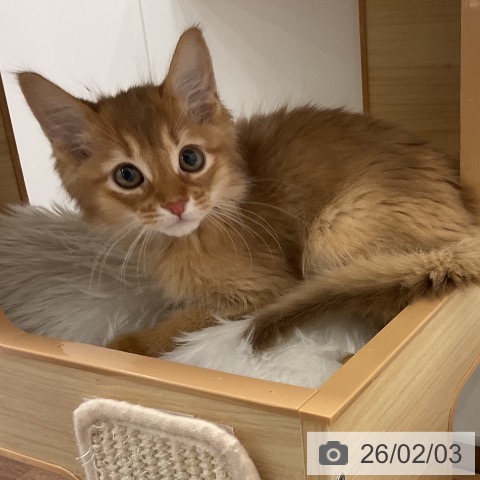 千葉県のソマリ (ペッツワン 千葉ニュータウン店/2025年11月30日生まれ/男の子/レッド)の子猫の3枚目の画像