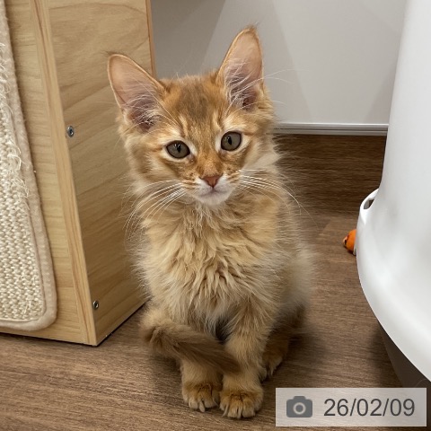 千葉県のソマリ (ペッツワン 千葉ニュータウン店/2025年11月30日生まれ/男の子/レッド)の子猫の3枚目の画像