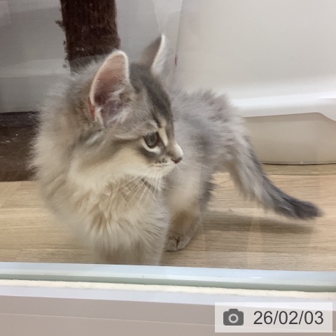 埼玉県のソマリ (ペットプラス ららぽーと新三郷店/2025年11月30日生まれ/男の子/ブルー)の子猫の3枚目の画像