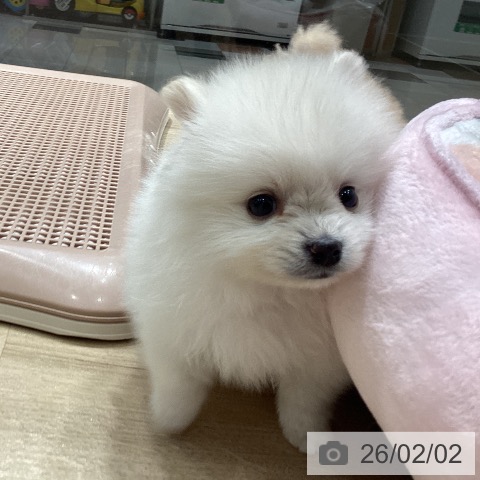 埼玉県のポメラニアン (ペットプラス ピオニウォーク東松山店/2025年12月4日生まれ/男の子/クリーム)の子犬の4枚目の画像