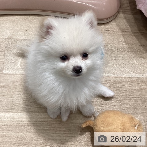 埼玉県のポメラニアン (ペットプラス ピオニウォーク東松山店/2025年12月4日生まれ/男の子/クリーム)の子犬の4枚目の画像