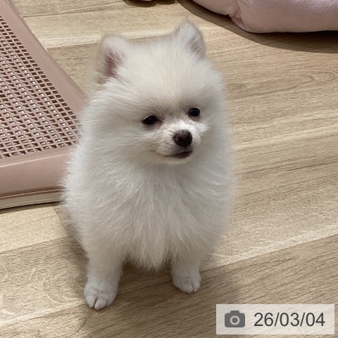 埼玉県のポメラニアン (ペットプラス ピオニウォーク東松山店/2025年12月4日生まれ/男の子/クリーム)の子犬の4枚目の画像