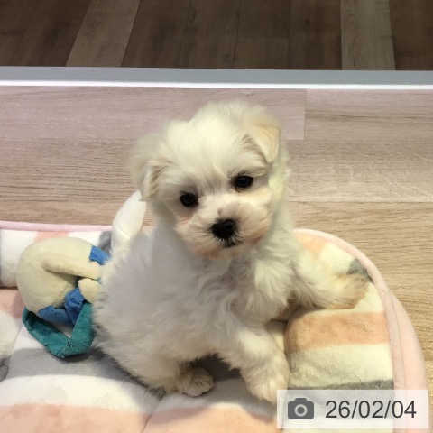 マルチーズの写真