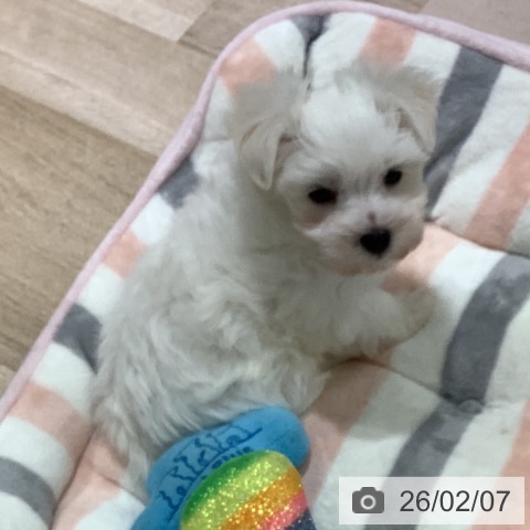 長野県のマルチーズ (ペットプラス 長野店/2025年12月4日生まれ/男の子/ホワイト)の子犬の4枚目の画像