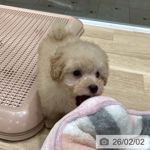 トイ・プードルの写真