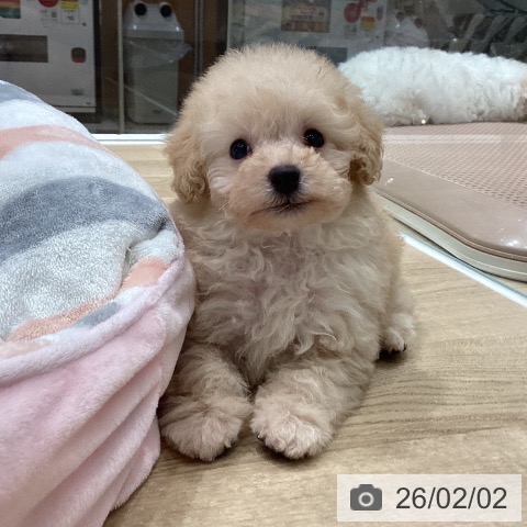 トイ・プードルの写真