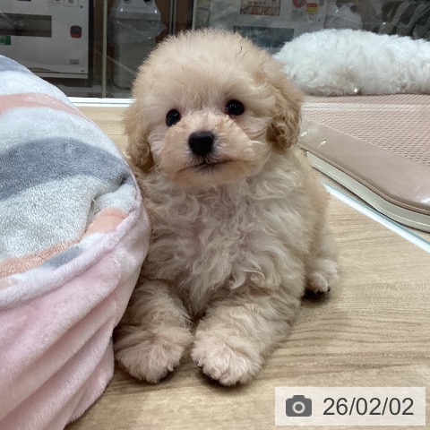 埼玉県のトイプードル(トイ) (ペットプラス ピオニウォーク東松山店/2025年12月3日生まれ/男の子/クリーム)の子犬の4枚目の画像