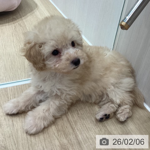 埼玉県のトイプードル(トイ) (ペットプラス ピオニウォーク東松山店/2025年12月3日生まれ/男の子/クリーム)の子犬の4枚目の画像